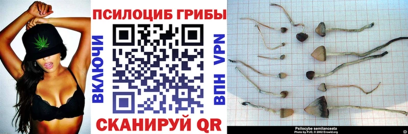 Купить где  Бабушкин  Галлюциногенные грибы мицелий 